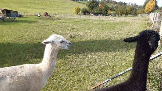 In Nesselröden haben die Alpakas viel Platz. | Foto: Caritas